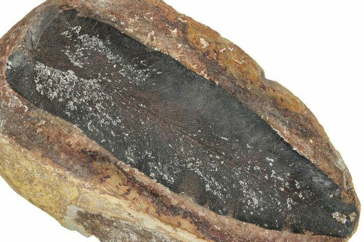 Macroneuropteris Fern Fossil - Mazon Creek #270030